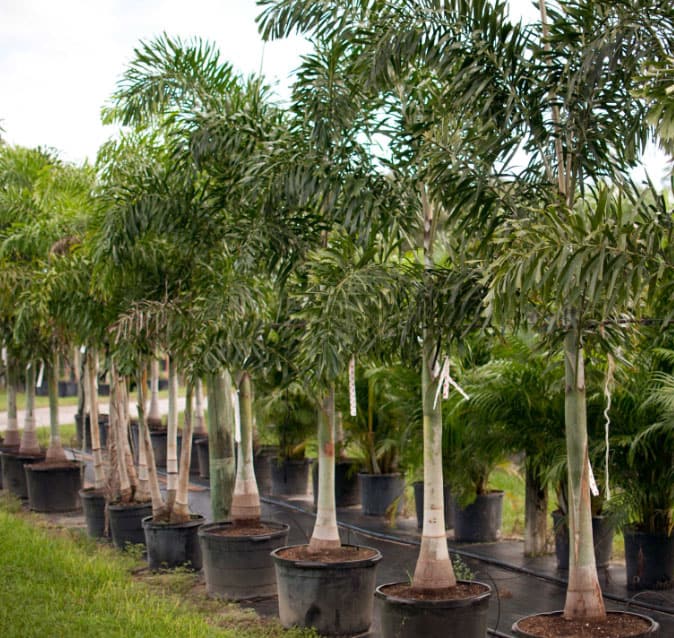 Rows of foxtail palm trees in planting containers