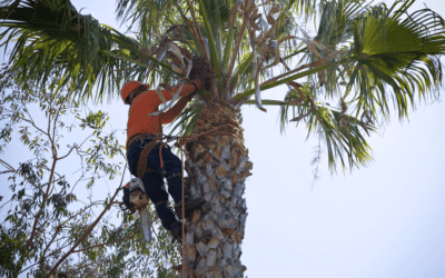3 Tips to Find an Affordable Arborist for Tree Maintenance