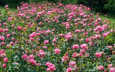 Choosing the Right Drift Rose Varieties for Your Next Project