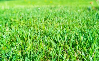 How Lawn Pest Control Enhances Overall Landscape Health