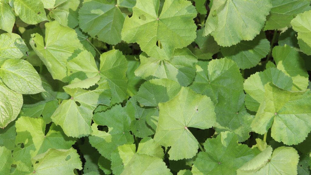 The Ultimate Guide To Mallow Weed Control
