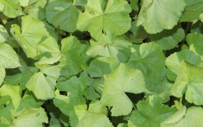 Mallow Weed Control: The Ultimate Guide